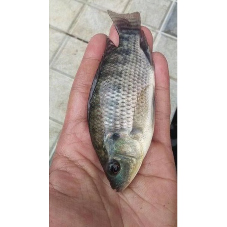 ikan nila nirwana 3 jari