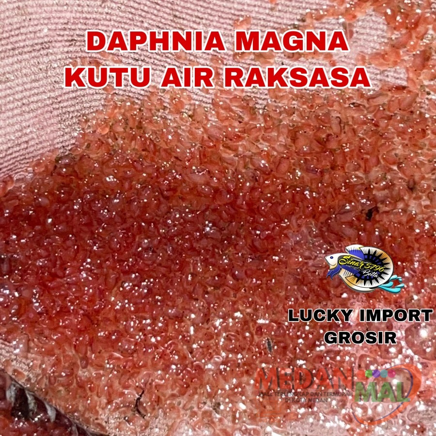 Kutu Air Raksasa Daphnia Magna Starter Pakan Ikan Hias Cupang / Guppy