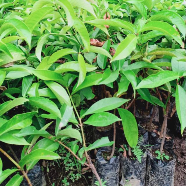 

Jambu jamaika