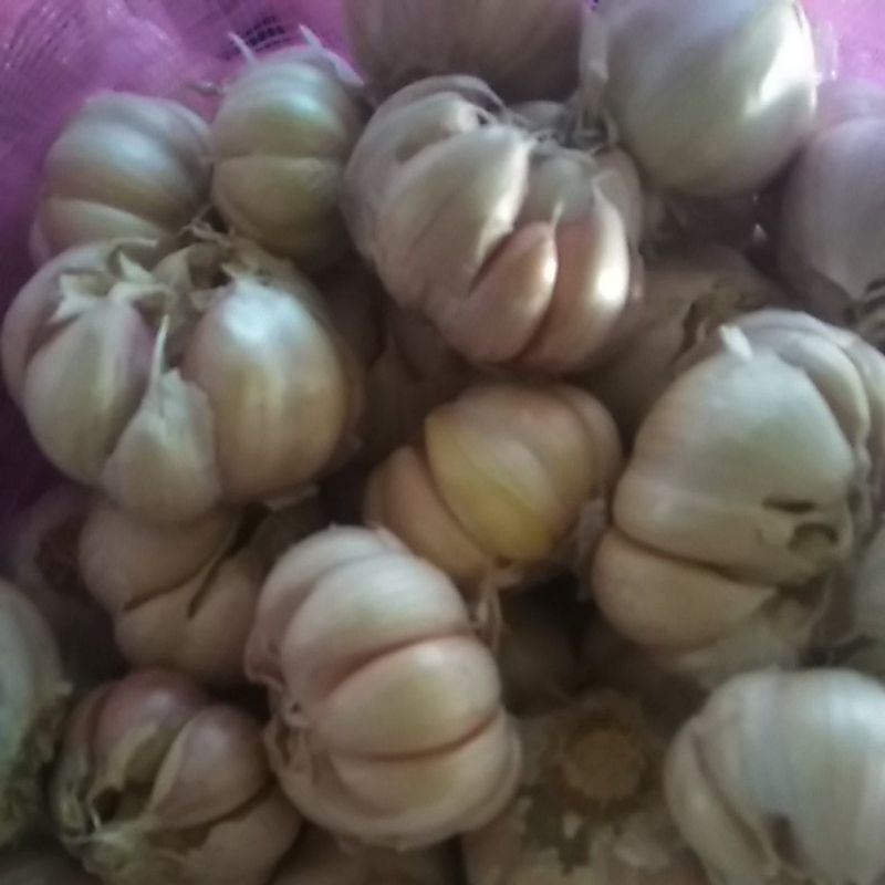 

bawang putih