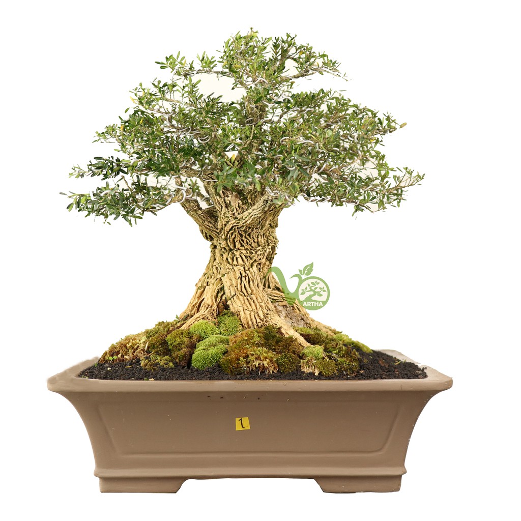 Bonsai Buxus no 1