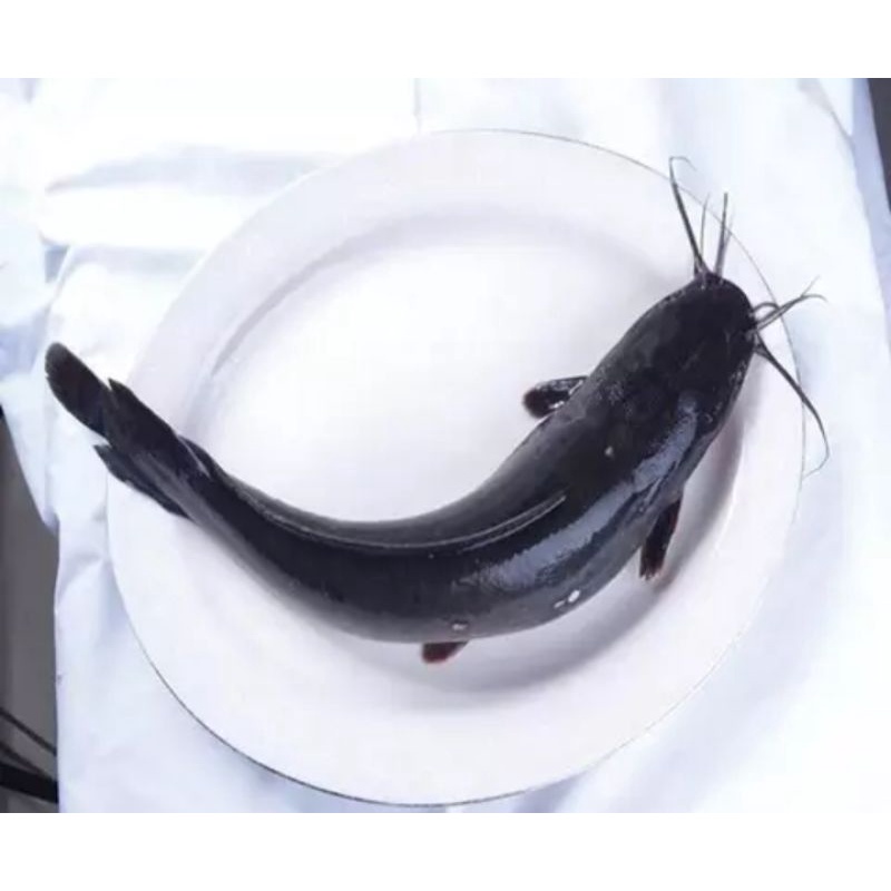 

Lele Segar Konsumsi 500gr