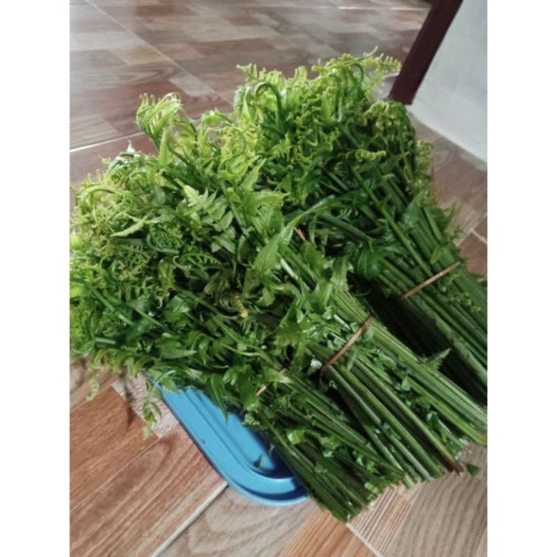 

pakis per ikat Hasil Kebun Sendiri
