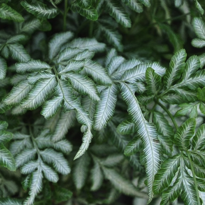 Pteris var. albolineata - Tanaman hias hidup / silverback fern
