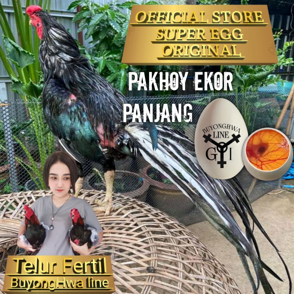 Ayam Bangkok aduan asli Thailand pakhoy ekor panjang telur fertil