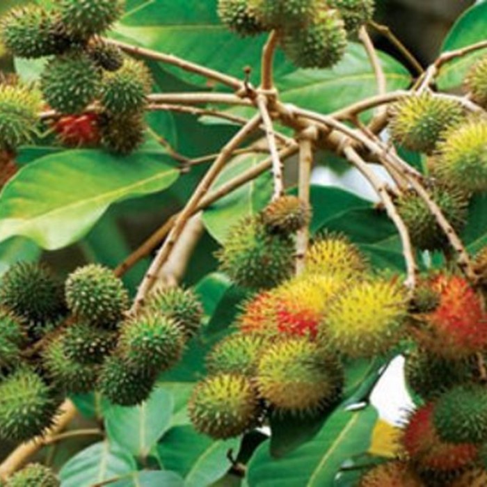 Bibit Tanaman Buah RAMBUTAN RAPIAH Premium