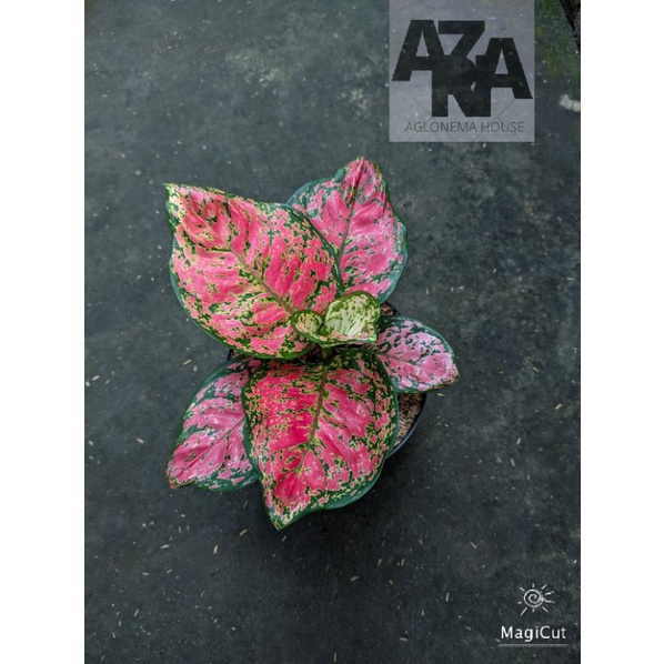 AGLONEMA Dut anjamani spesial remaja