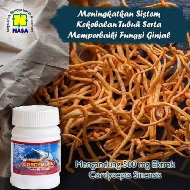 Cordymune Cordy - Cordy Peningkat Kekebalan Tubuh