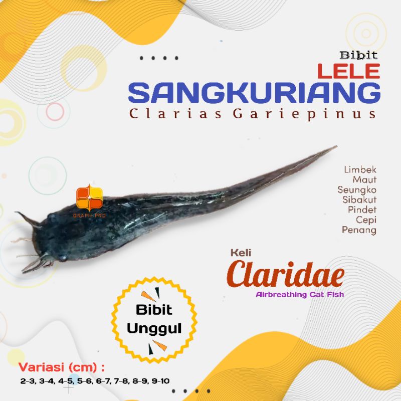 Bibit Lele Sangkuriang start ternak lele