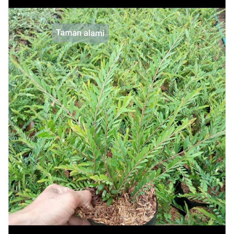 tanaman hias cendrawasih - pohon cendrawasih