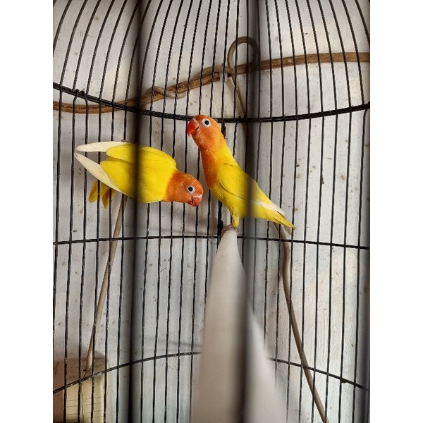 Burung lovebird/LB/lakbet mandiri/paud/dewasa jenis LUTINO MH(matahitam)