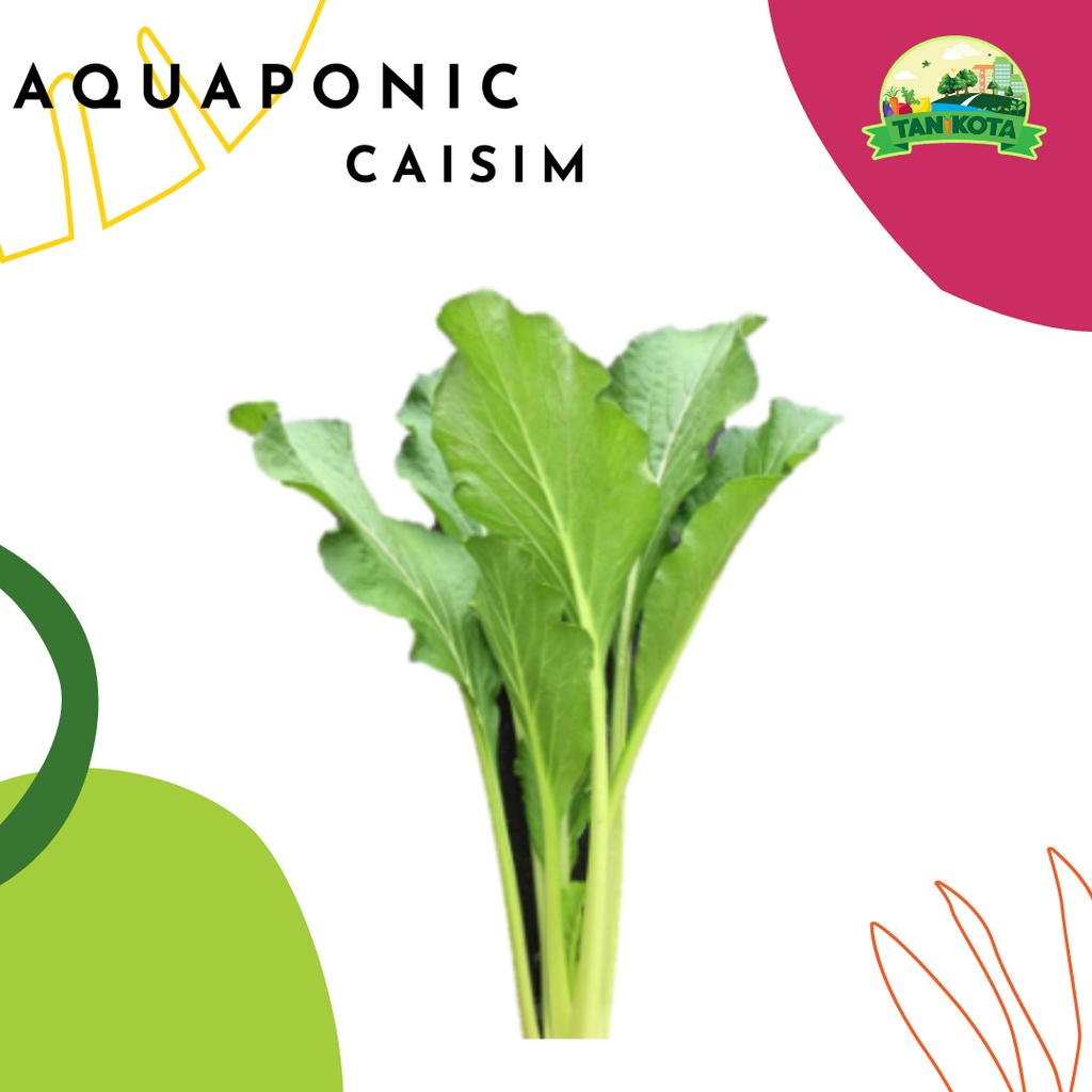

CAISIM AQUAPONIC