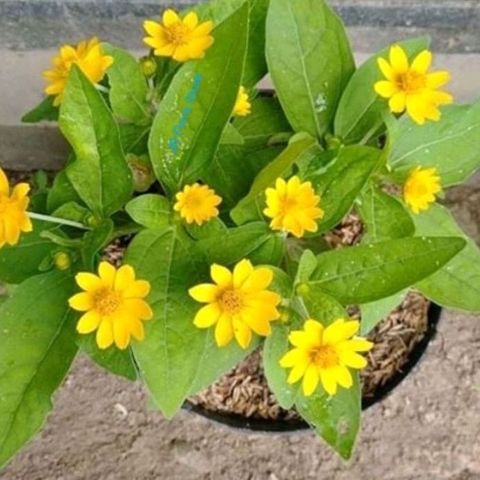 Tanaman hias Bunga Seribu Bintang/tanaman hias seribu bintang