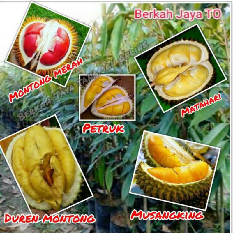 

PAKET 5 JENIS BUAH DURIAN UNGGUL
