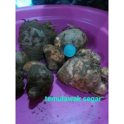 

ubi temulawak glondong segar 1kilogram