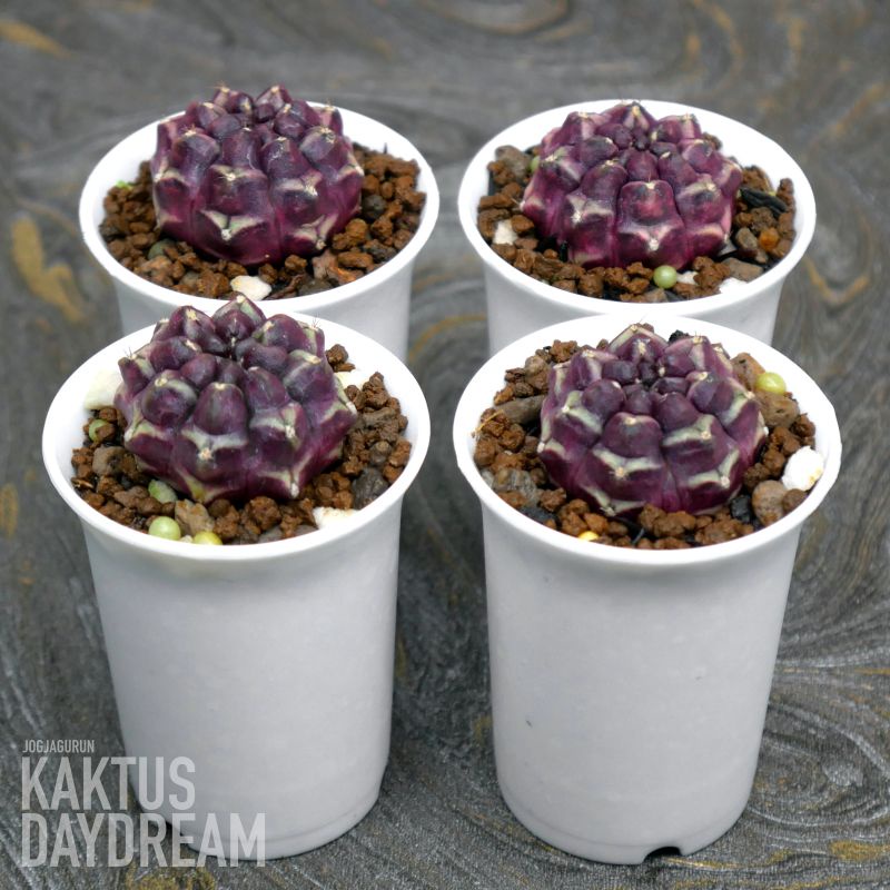 Kaktus Daydream
