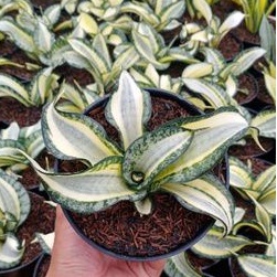 SANSEVIERIA GOLDEN WENDYS