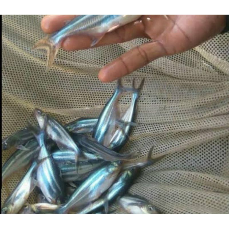

bibit ikan patin ukuran siap besar