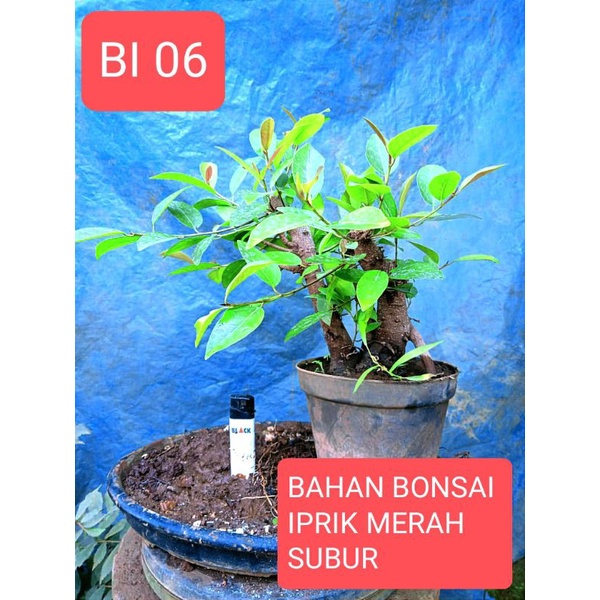 BAHAN BONSAI IPRIK MERAH SUBUR