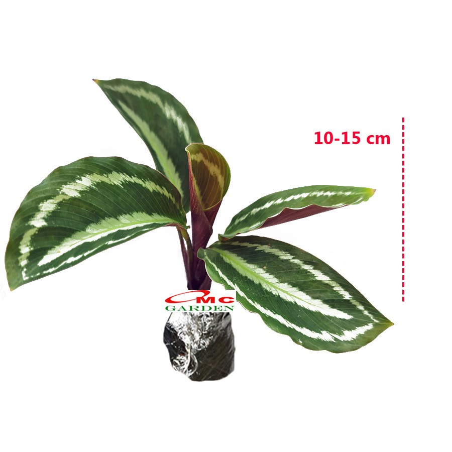 Calathea Silverback Silverbek Silver Black Silverblack Calatea Kalatea Tanaman Hias 1015