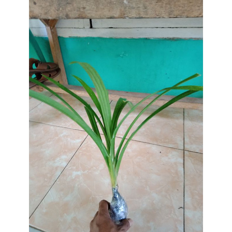 

Pohon pandan wangi