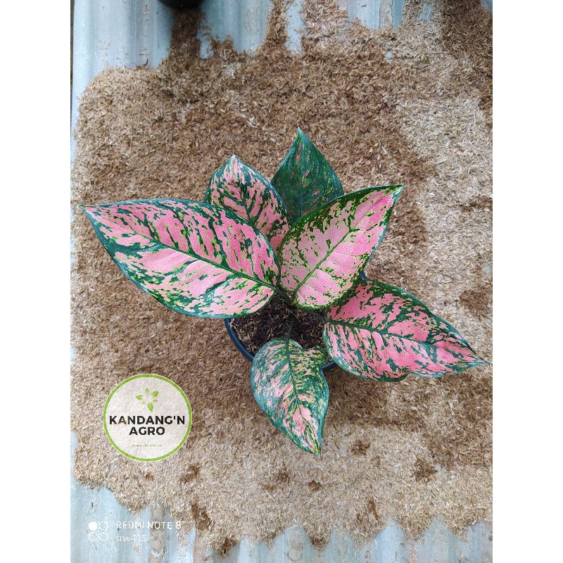 Aglonema Lady Valentin