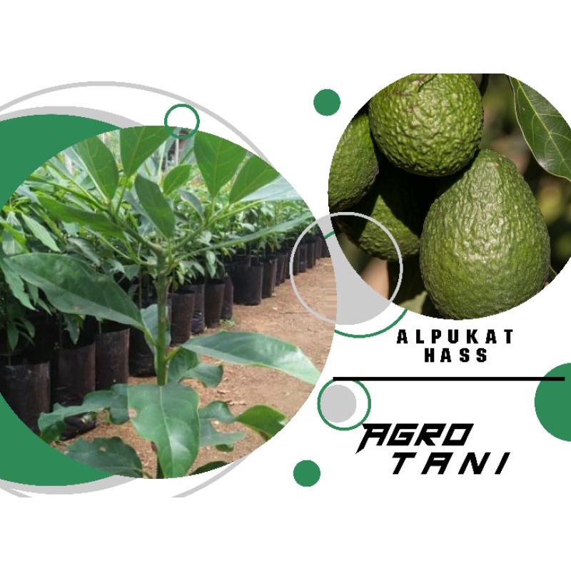 bibit alpukat hass