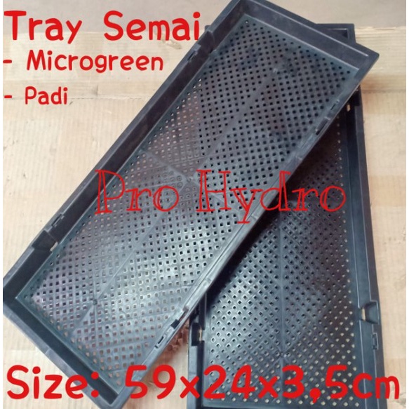 TRAY SEMAI PADI MICROGREEN Wheat Grass 59x24x3,5cm