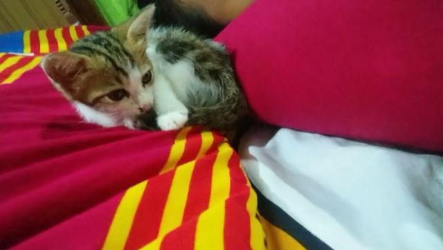 Ms Gamis Batik Sriwedari Maxi Bumil/busui Katun Sogan Allsize Ld 104