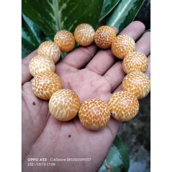 GELANG LIWUNG MACAN PUTIH 20MM