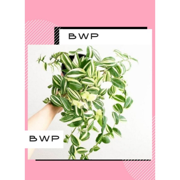 TANAMAN HIAS TRADESCANTIA FLUMINENSIS