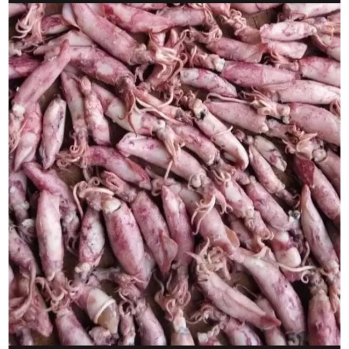 

Cumi Jarum Super Fresh