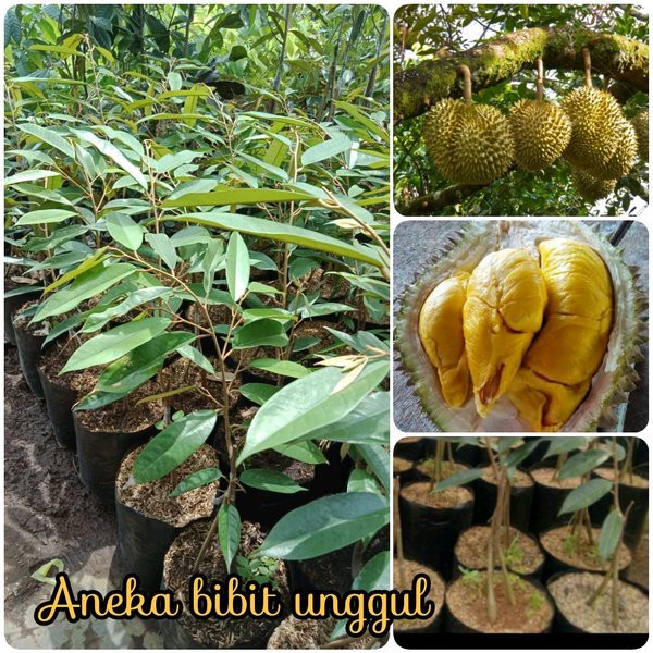 

bibit pohon durian musang king kaki tiga hasil okulasi beli =2=bonus=2=pohon bibit cepeda