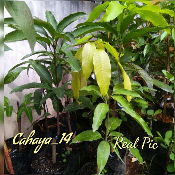 Tulen Bibit Pohon Mangga Golek Kw Wahid