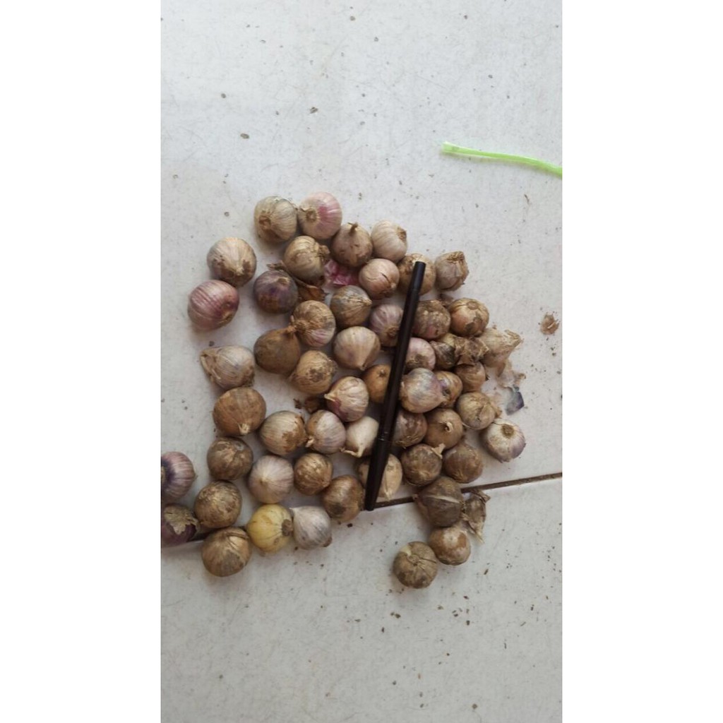 

Promo Awal tahun Bawang Putih Tunggal Super Cuci Gudang Awal Tahun