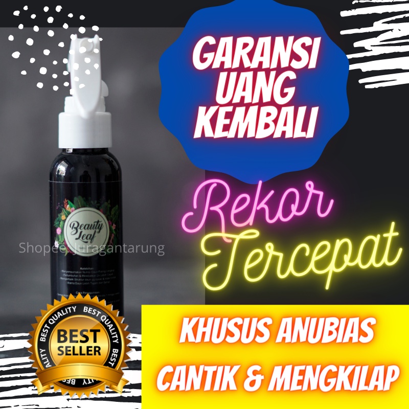 Pupuk Cair Untuk Anubias,Pupuk Untuk Anubias,Pupuk Tanaman Anubias,Pupuk Dekastar Untuk Anubias