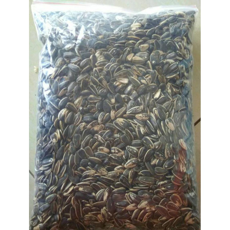 

kuaci sangrai