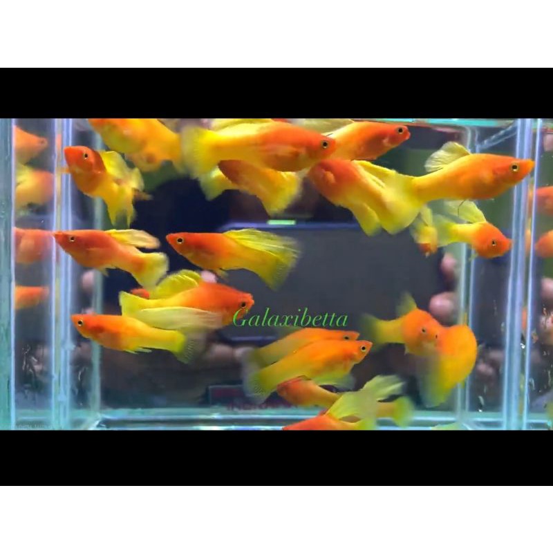 Variatus sunrise hiffin || Platy