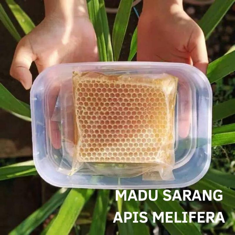 

madu sarang apis melifera