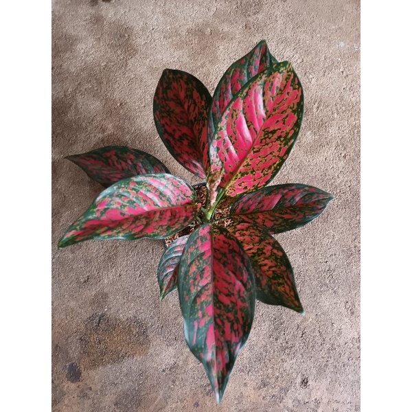 Aglaonema red venus