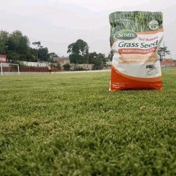 Biji rumput jepang - Benih Rumput jepang -Bibit rumput jepang