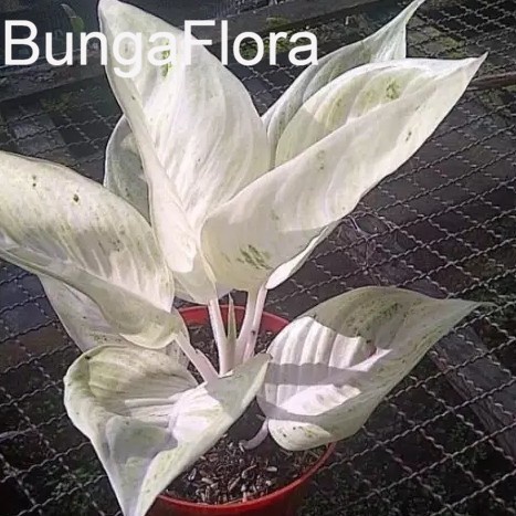 1 jenis  bibit bonggol aglonema legacy salju