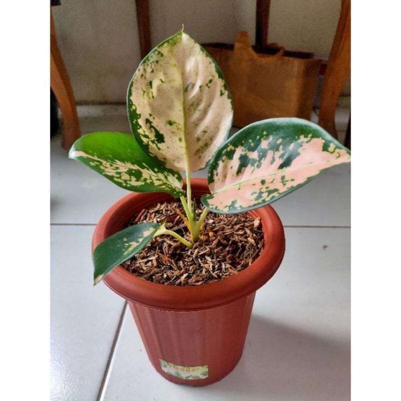 tanaman hias aglonema suksom white anakan baby