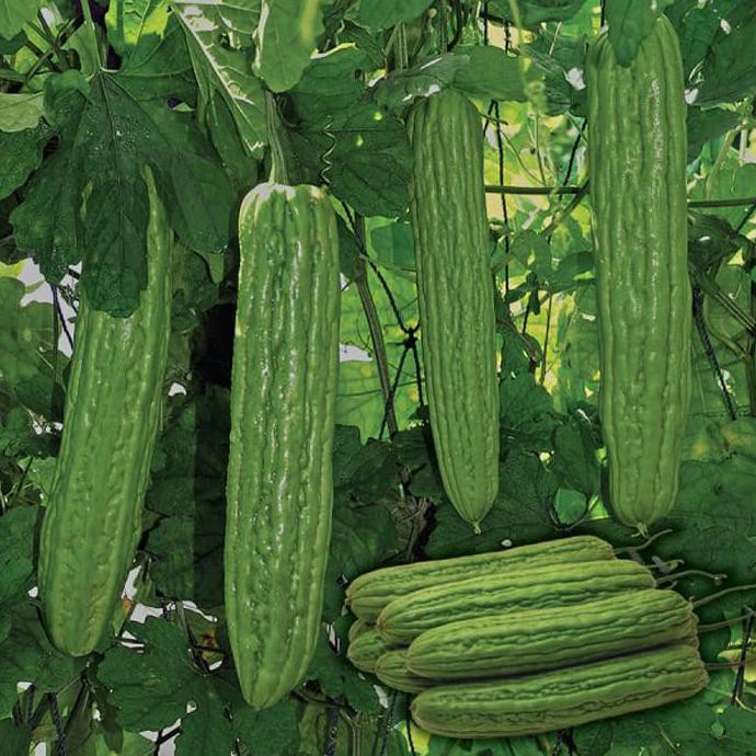 New Biji Benih Sayuran Pare Dulco F1 Ayo Beli