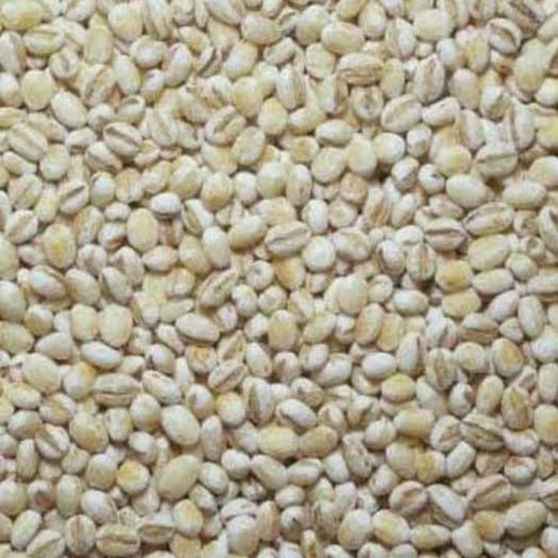 

JALI-JALI,ANGCO,GOJIBERRY,GULA BATU,BOKNI(jamur putih)