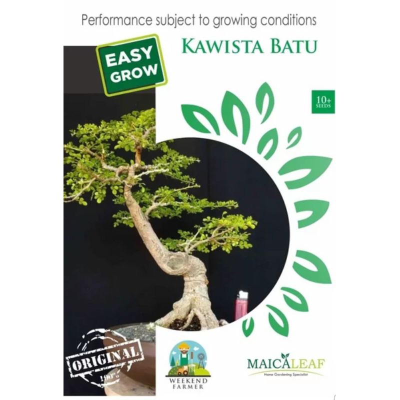 Benih bonsai KAWISTA BATU isi 10 biji