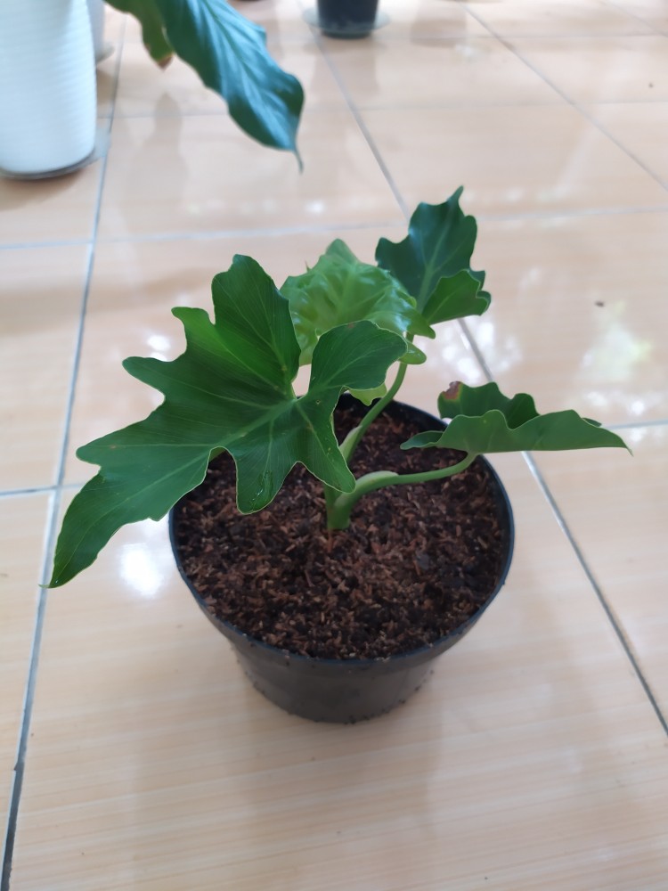 Philodendron Selloum/philodendron Jari/philodendron