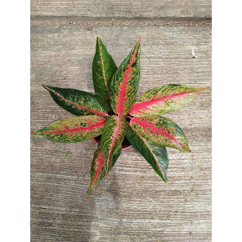 aglonema hot lady flaming