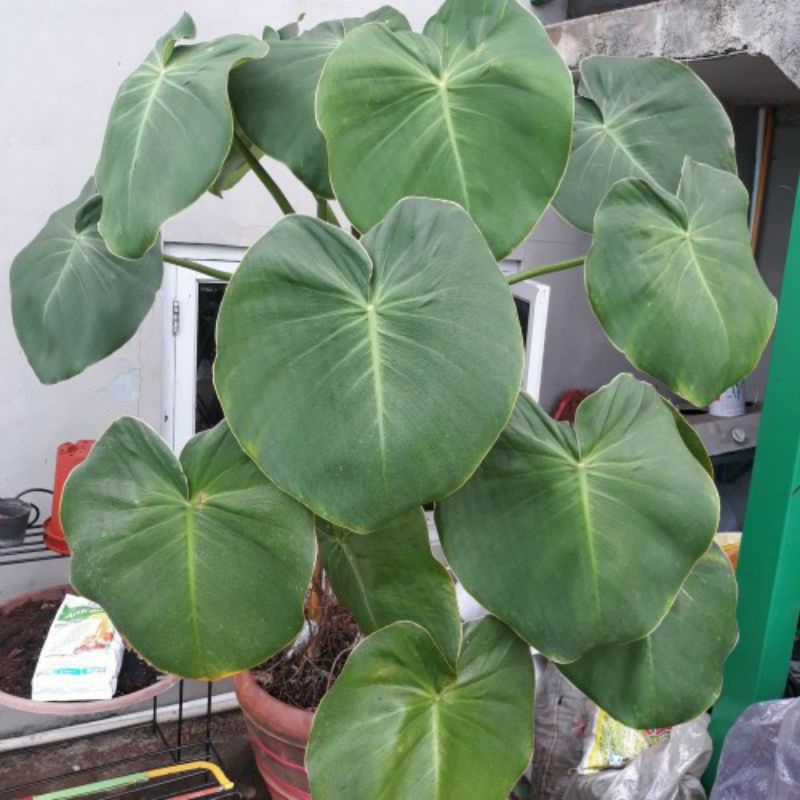 Bongol PHILODENDRON RUGOSUM PIGSKIN KULIT BABI REAL PICT