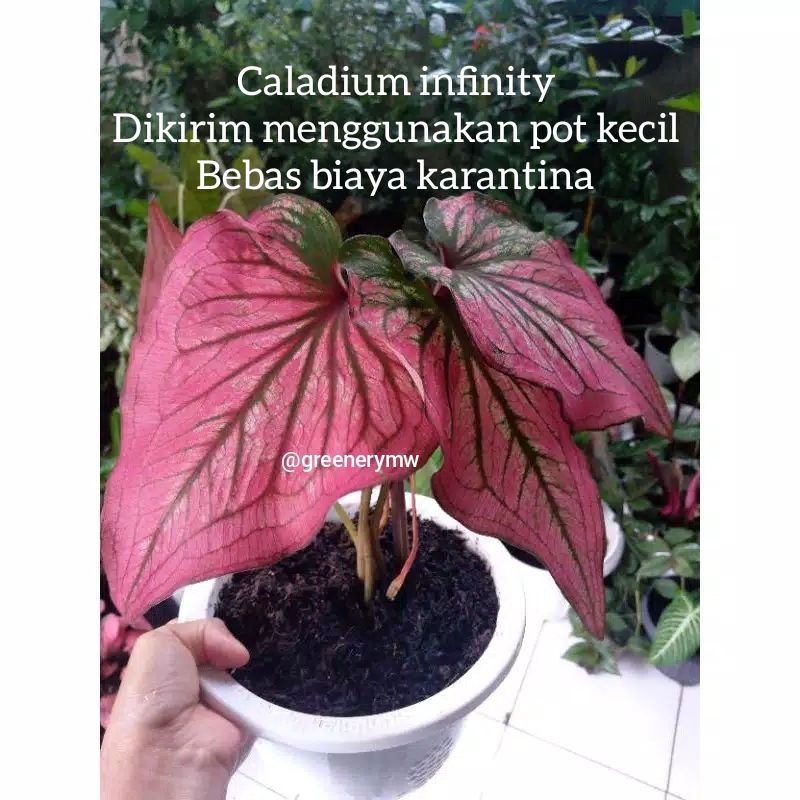 caladium infinity/keladi infinity bibit keladi infinity anakan infinity